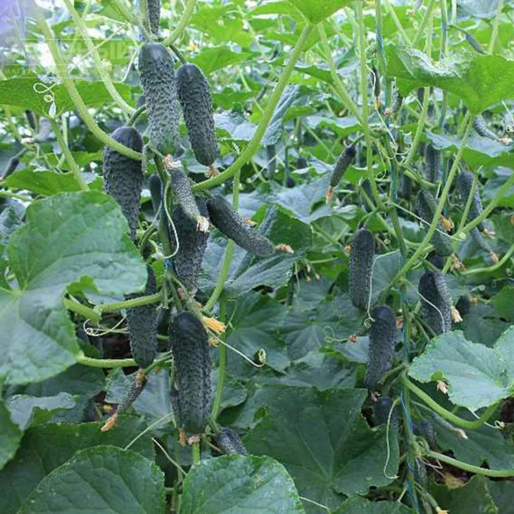 Тайгер F1 / Tiger F1 фото 1