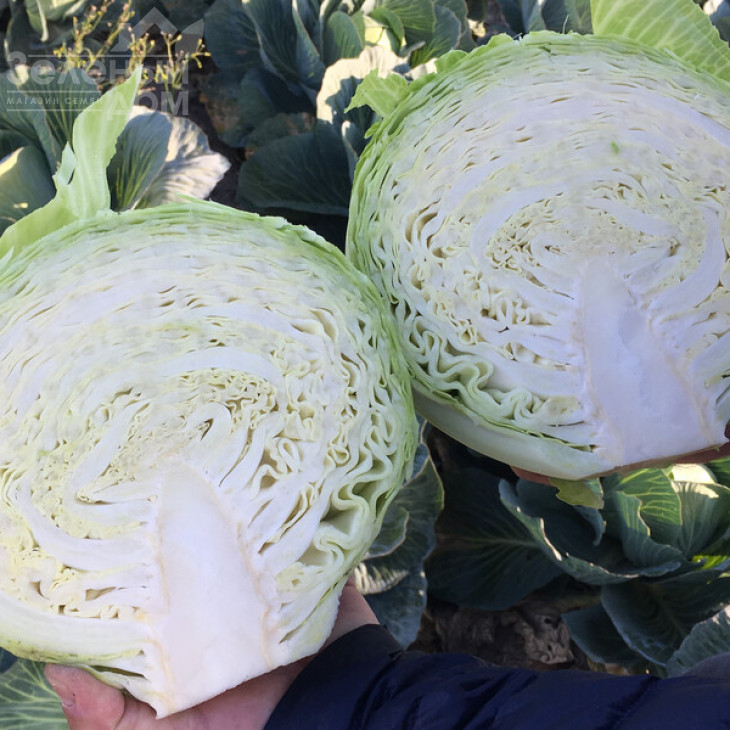 Лонгма F1 / Longma F1, 140-150 днів фото 3