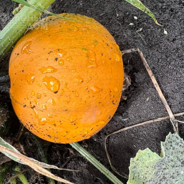 Апрентис F1 / Aprentis F1 фото 1