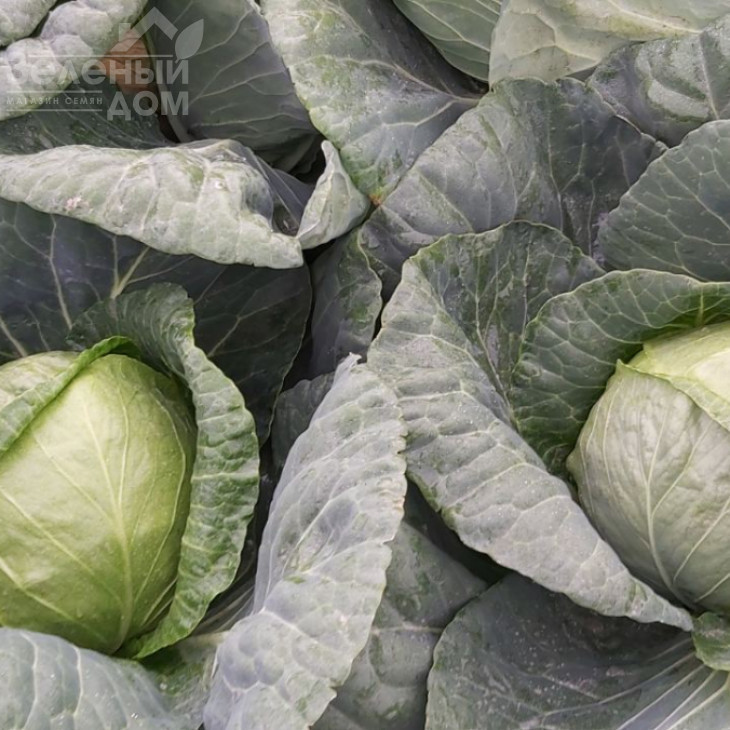 Бурбон F1 / Burbon F1 (Балбро F1),65-70 днів фото 1