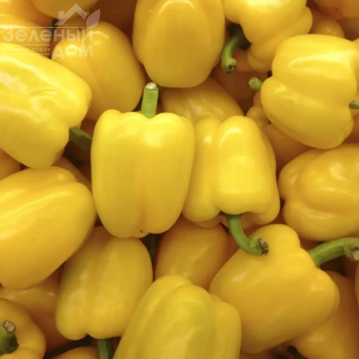 Оростар F1 / Orostar F1 фото 1