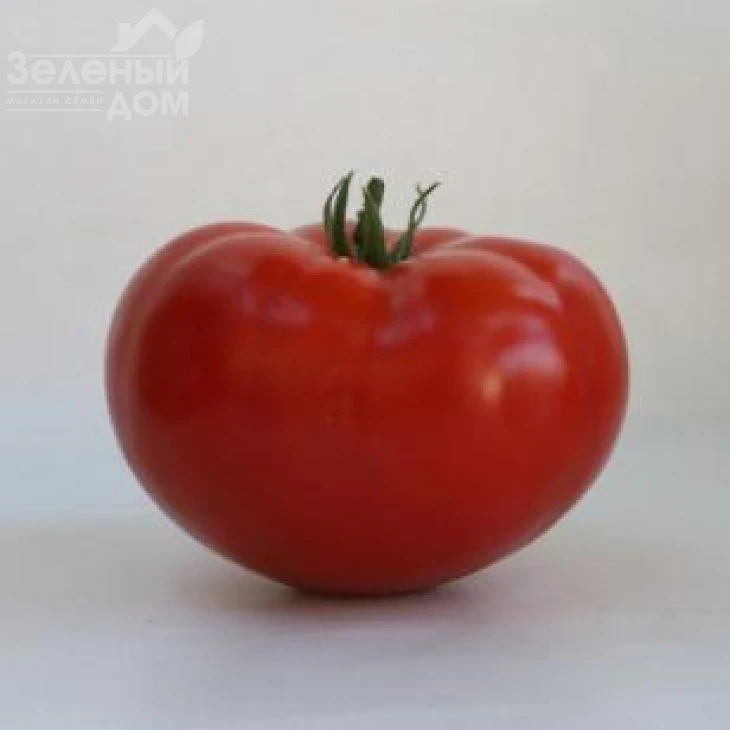 КС 202 F1 / KS 202 F1,105-115 дней фото 1