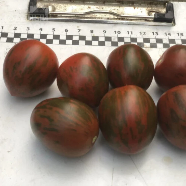 Маритта F1 / Maritta F1, 95 дней фото 2