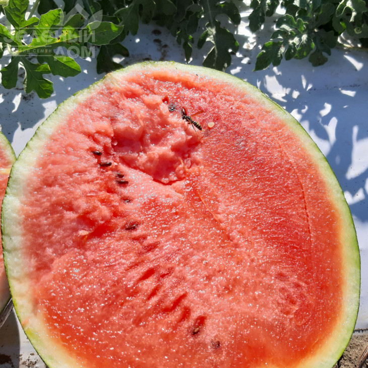 Бакай F1 / Bakay F1, 67-72 дні фото 1