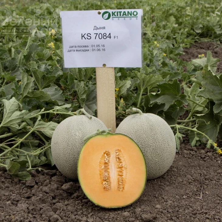 Севинта (КС 7084) F1 / Sevinta (KS 7084) F1,65-70 дней фото 1