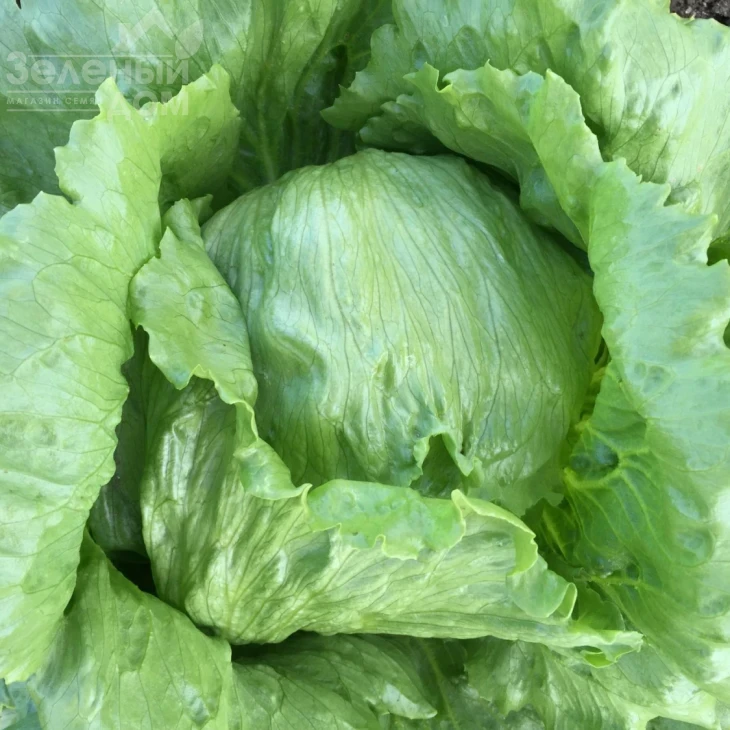 Лекстрис / Lectrice,50-55 дней фото 1