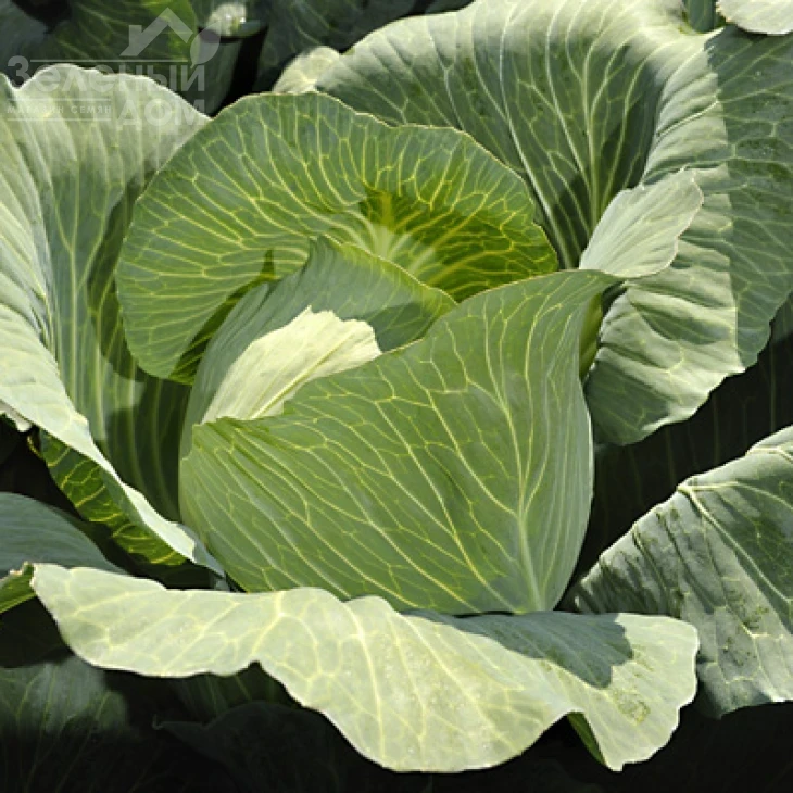 Новатор F1 / Novator F1,130-135 дней фото 1