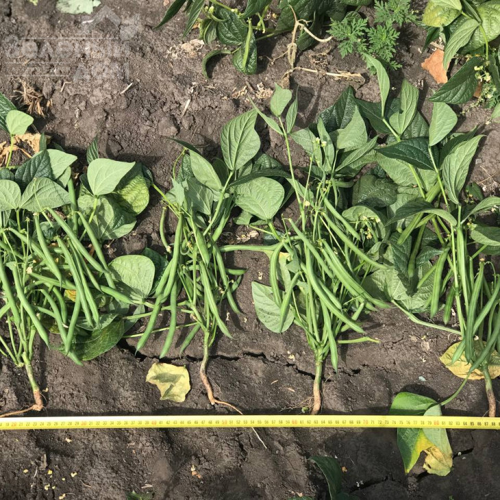 Мессі / Messi,58-62 дні фото 2