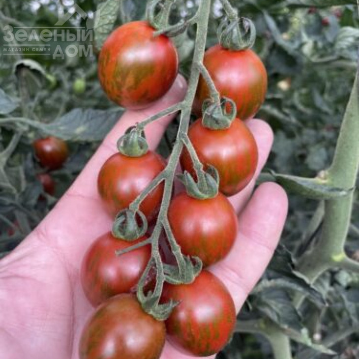 Марітта F1 / Maritta F1, 95 днів фото 4