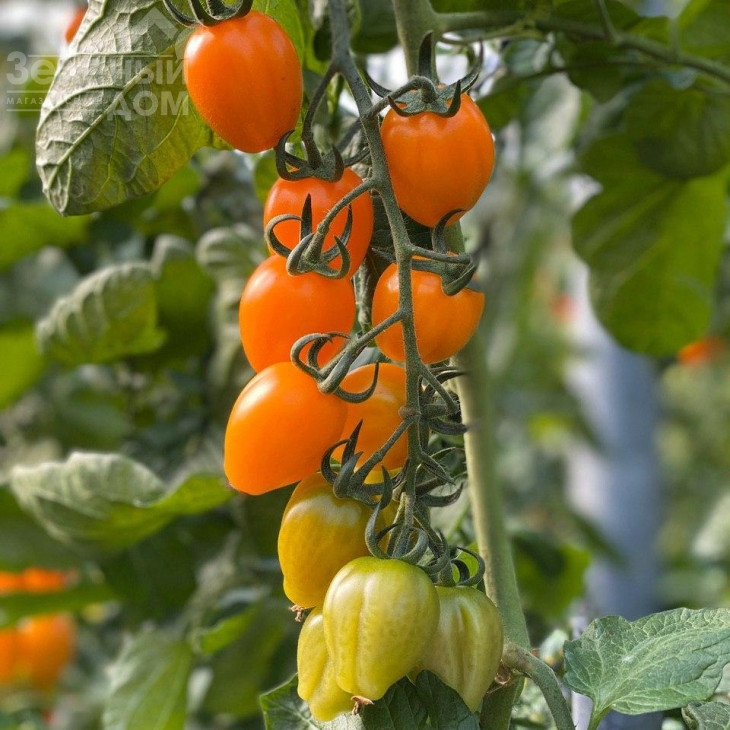 Мода F1 / Fashion F1,115-120 днів фото 5