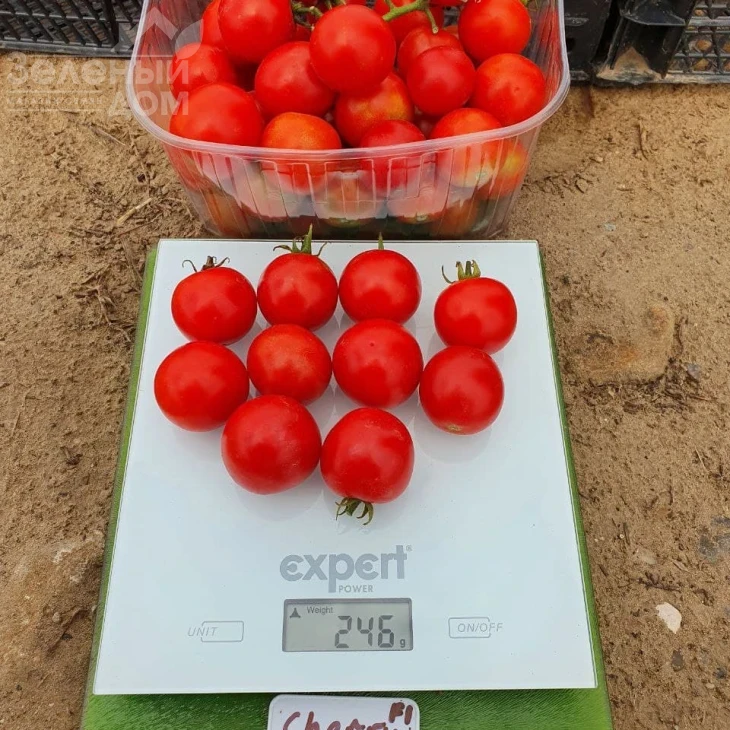 Чери Блоссом F1 / Cherry Blossom F1 фото 1