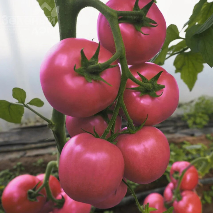 Сіберіте 916 F1 / Siberite 916 F1 фото 1