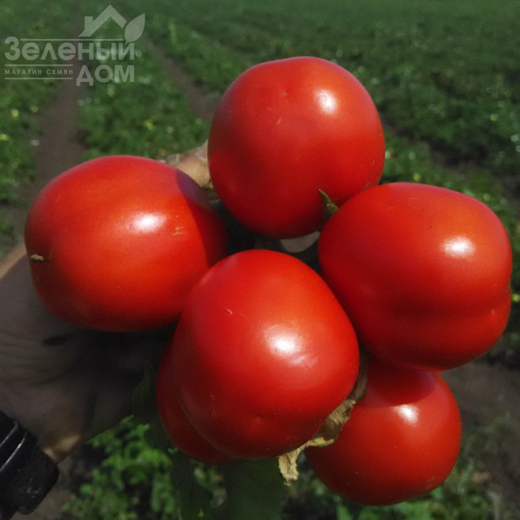 Едвайзер F1 / Edvajzer F1,100-105 днів фото 1