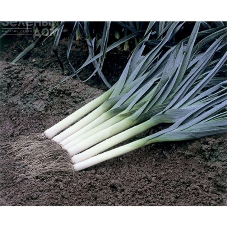 Старозагірський Камус / Starozagorskiy Camus,130-140 днів фото 1