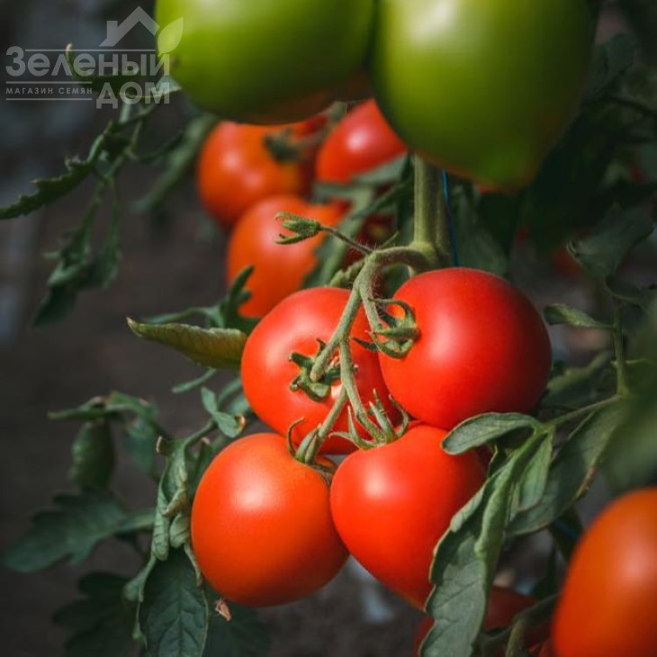 Арон F1 / Aron F1 фото 3