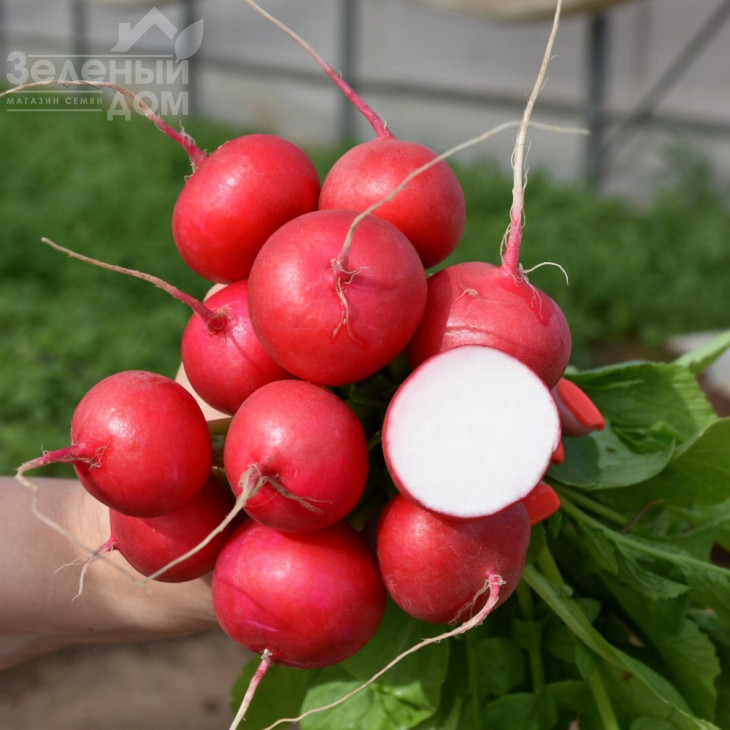 Глориет F1 / Gloriette F1,20 днів фото 1