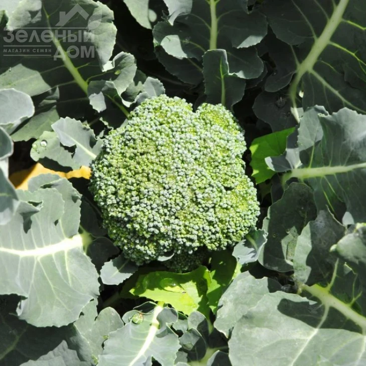 Грин Мэджик F1 / Green Magic F1,60-65 дней фото 1