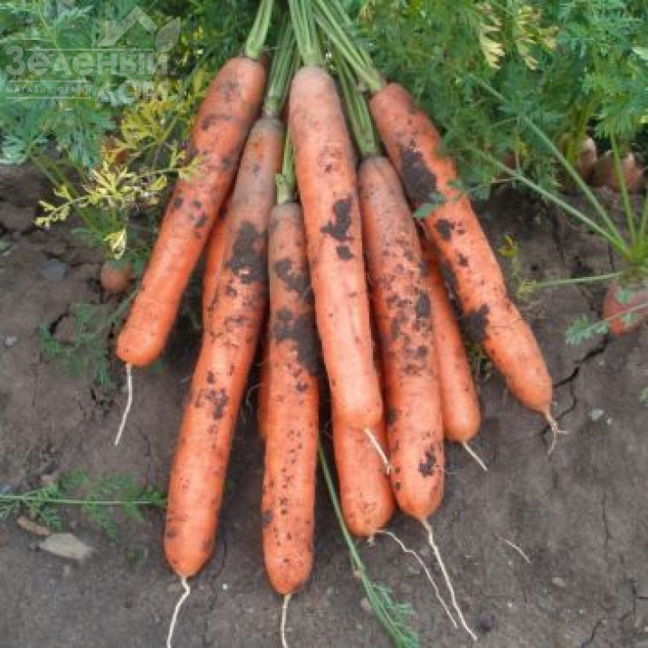 Ярана F1 / Jarana F1,90-100 днів фото 1