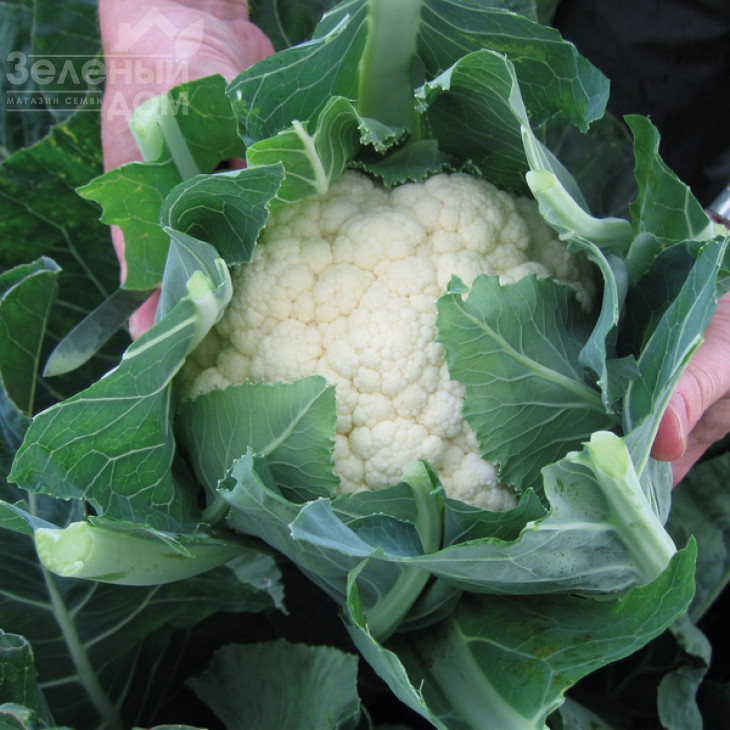 Овієдо F1 / Oviedo F1,66 днів фото 2