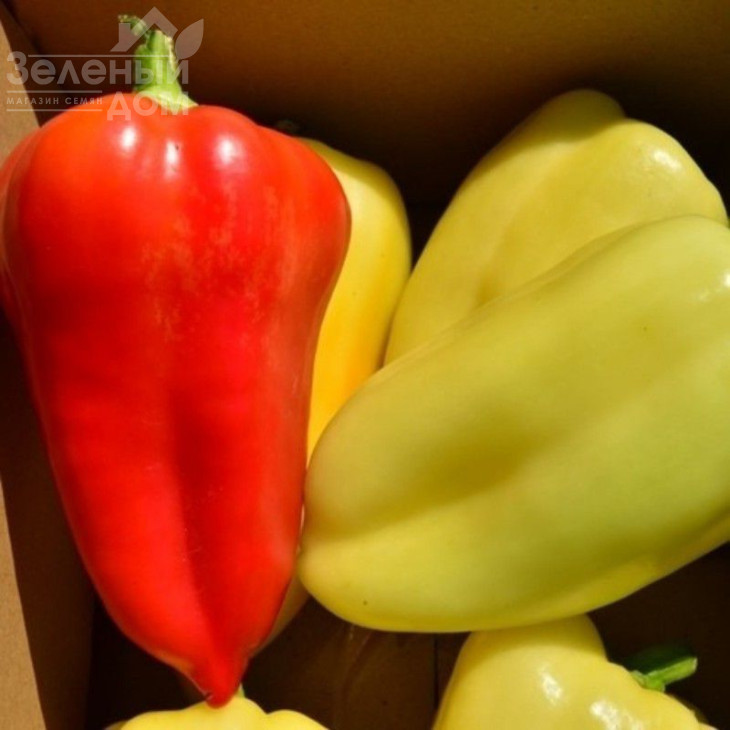 Аміка F1 / Amyka F1,50-60 днів фото 1