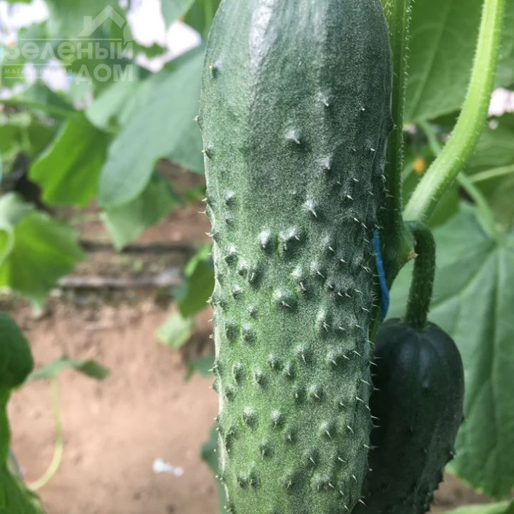 Бйорн F1 / Bjorn F1,42-45 дней фото 3