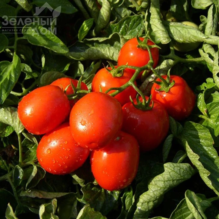 Тревис F1 / Trevis F1 фото 1