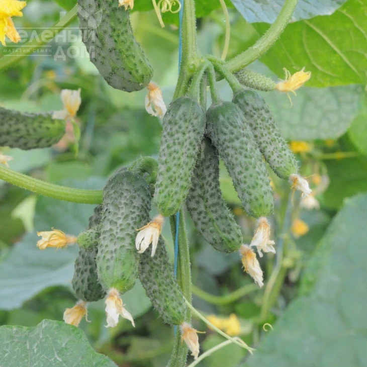 Бафра F1 (ЕЗ 18/01) / Bafra F1 (EZ 18/01), 33-38 дней фото 3