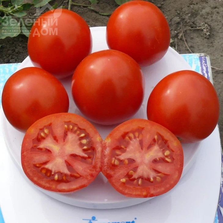 1855 F1 / 1855 F1, 80 дней фото 1