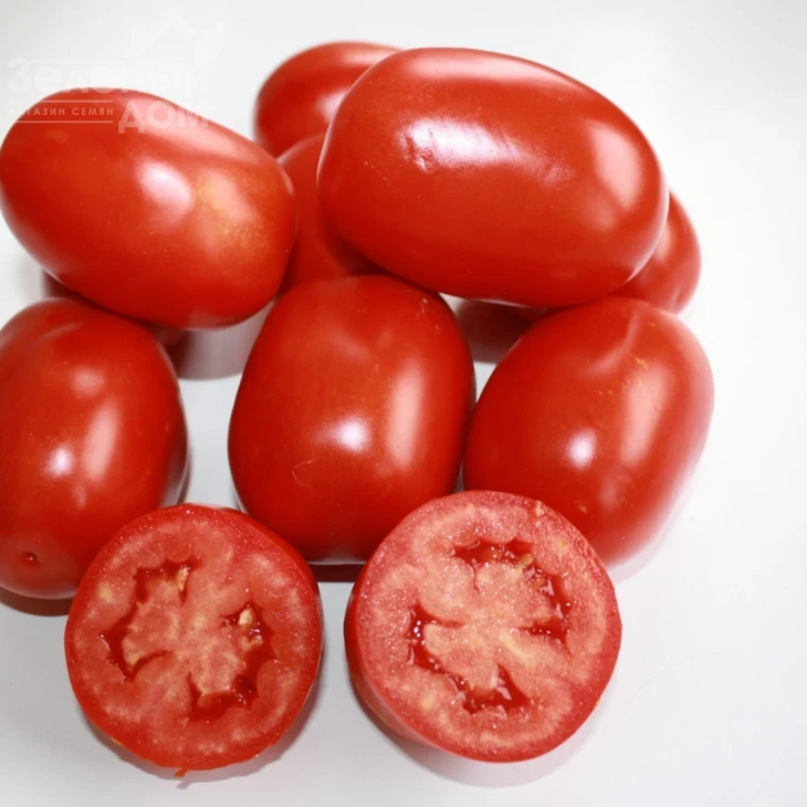 Фидель (INX 1592) F1 / Fidel (INX 1592) F1,90-95 дней фото 1