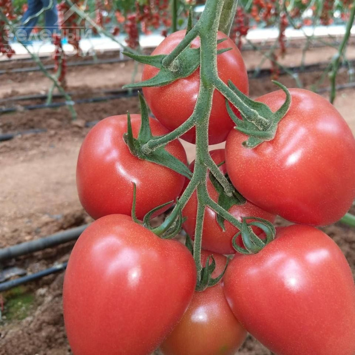 Конго F1 / Kongo F1, 65-70 днів фото 1