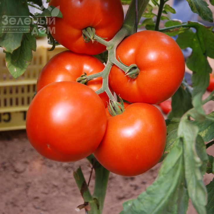 Нада F1 / Nada F1,70-72 днів фото 1