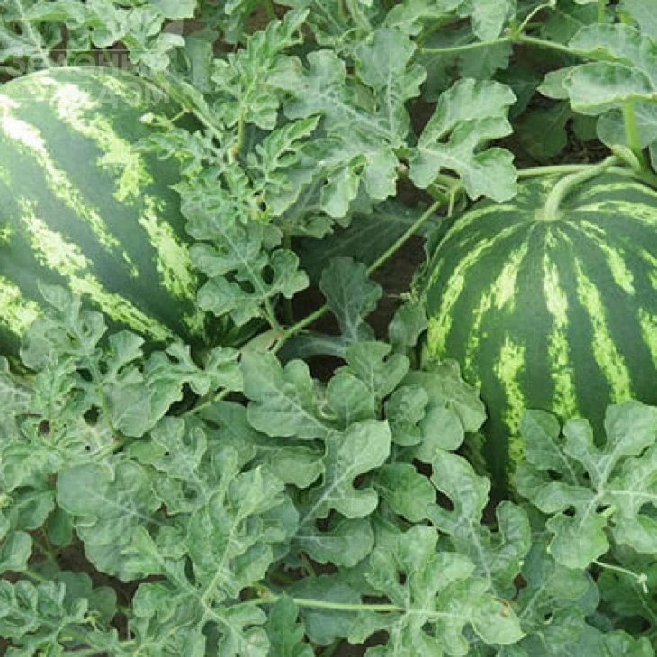 Авалон F1 / Avalon F1,62-65 дней фото 1