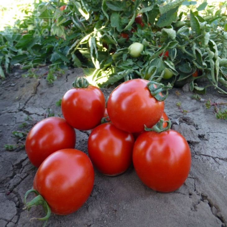 Асвон F1 / Asvon F1,95-100 днів фото 2