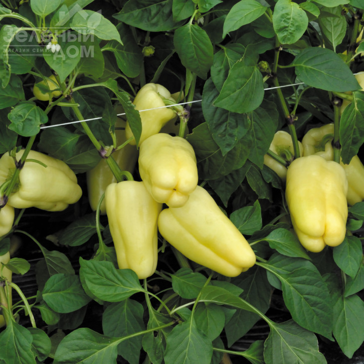 Барбі F1 / Barbie F1,62-65 днів фото 3