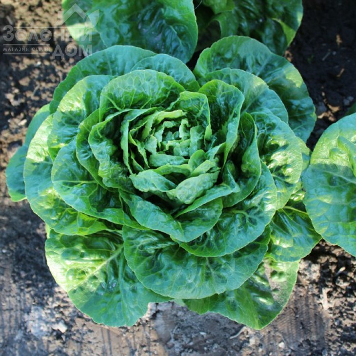 Ксамена / Xamena фото 2