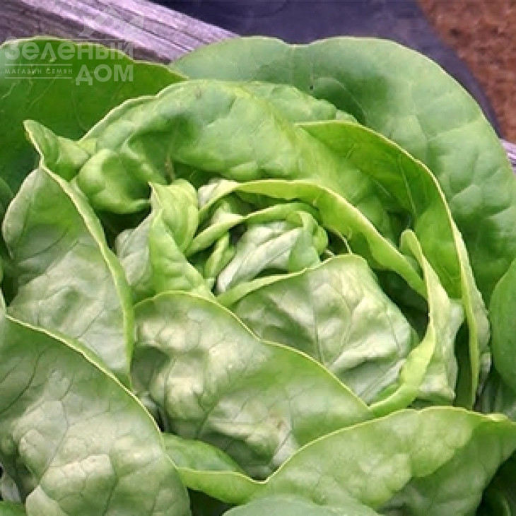 Адінал / Adinal,65-75 днів фото 1