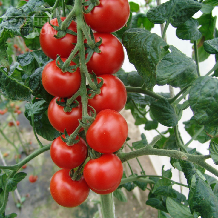 Спенсер / Spenser фото 1