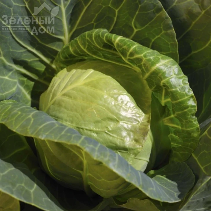 Билбо F1 / Bilbo F1,43-45 дней фото 1