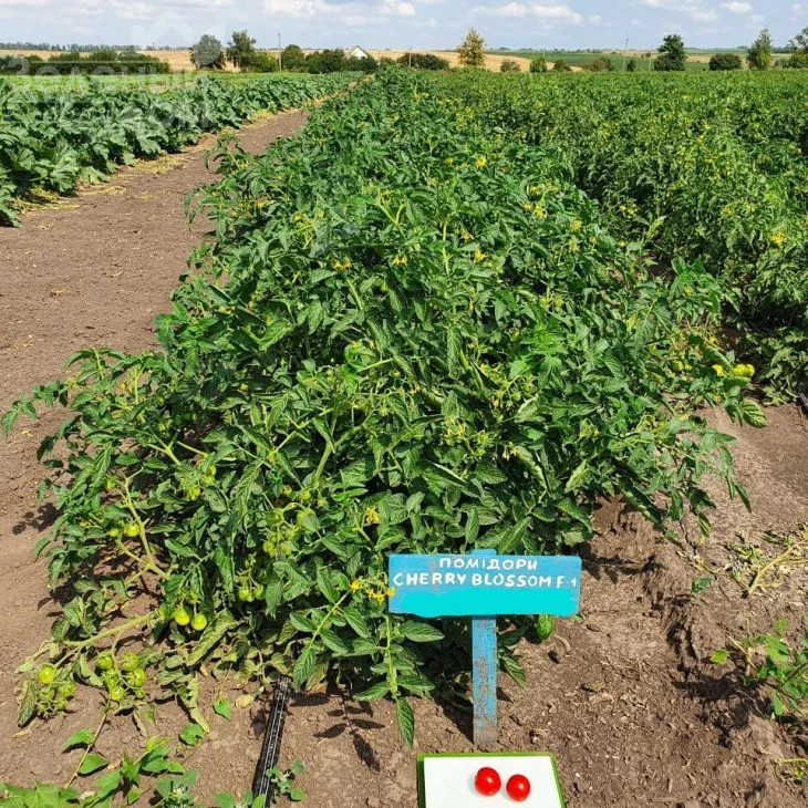 Чери Блоссом F1 / Cherry Blossom F1 фото 2