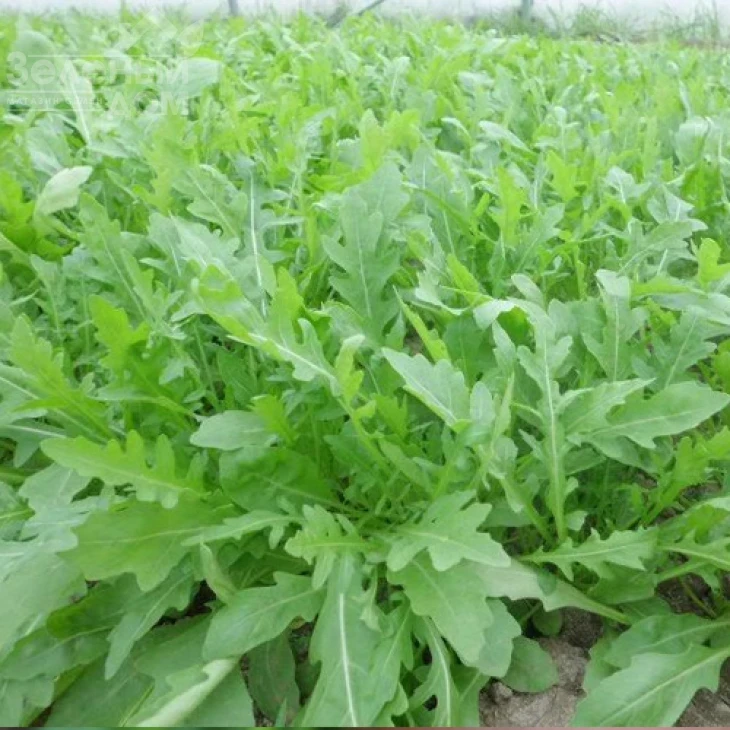 Пруденция F1 / Prudenzia F1 фото 1