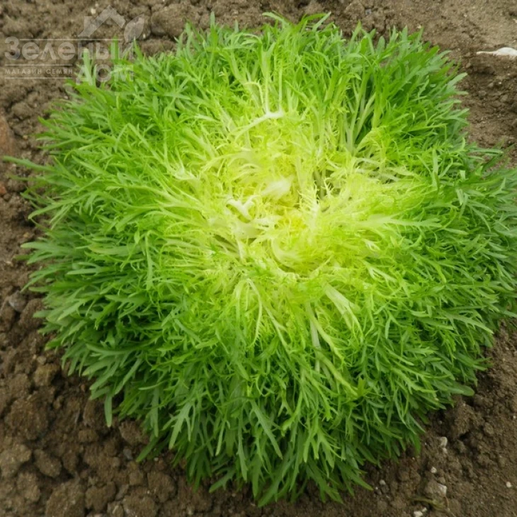 Калафайн / Calafine,60-70 дней фото 1