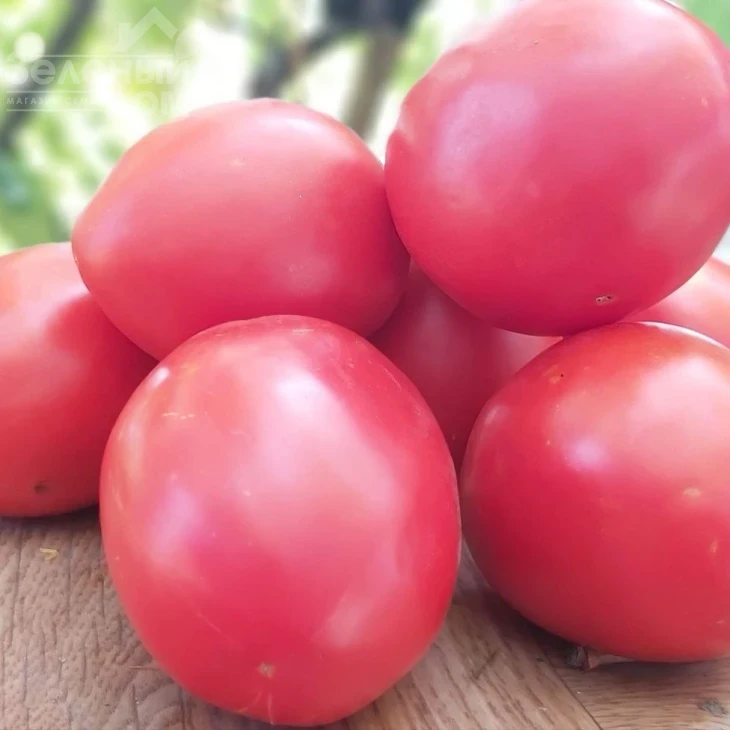 Джоли F1 / Jolly F1, 70-75 дней фото 1