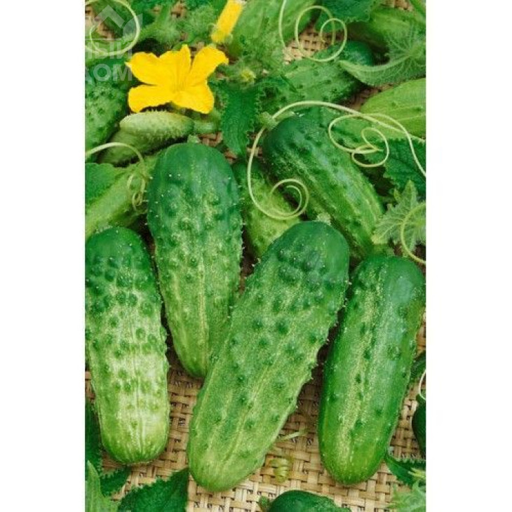 Ал'янс F1 / Allianz F1,40-45 днів фото 1