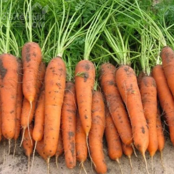 Трафорд F1 / Trafford F1,130-140 дней фото 1