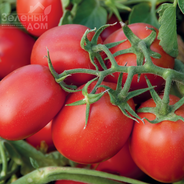 Н6416 F1 / N6416 F1,100-105 днів фото 1