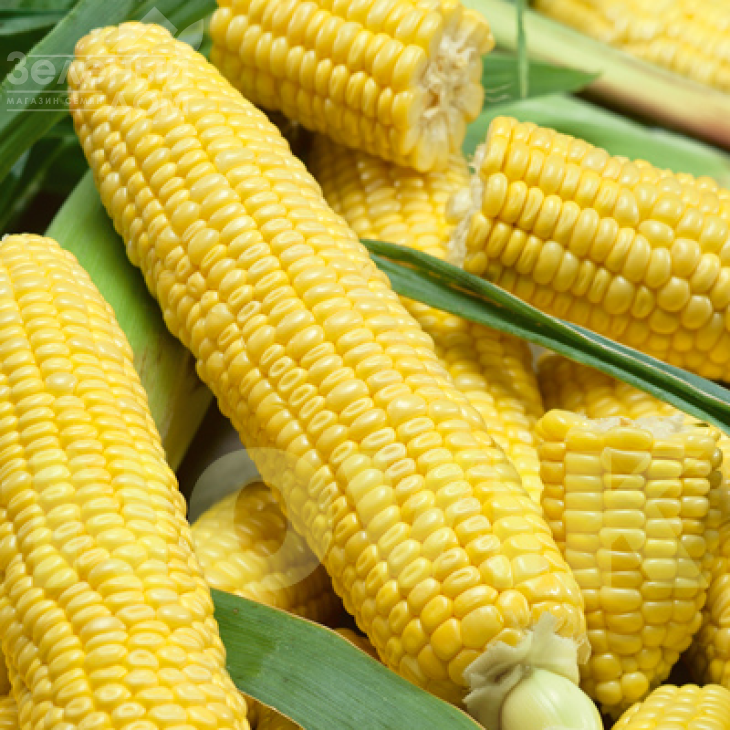 Лонга F1 / Longa F1,70-75 днів фото 1