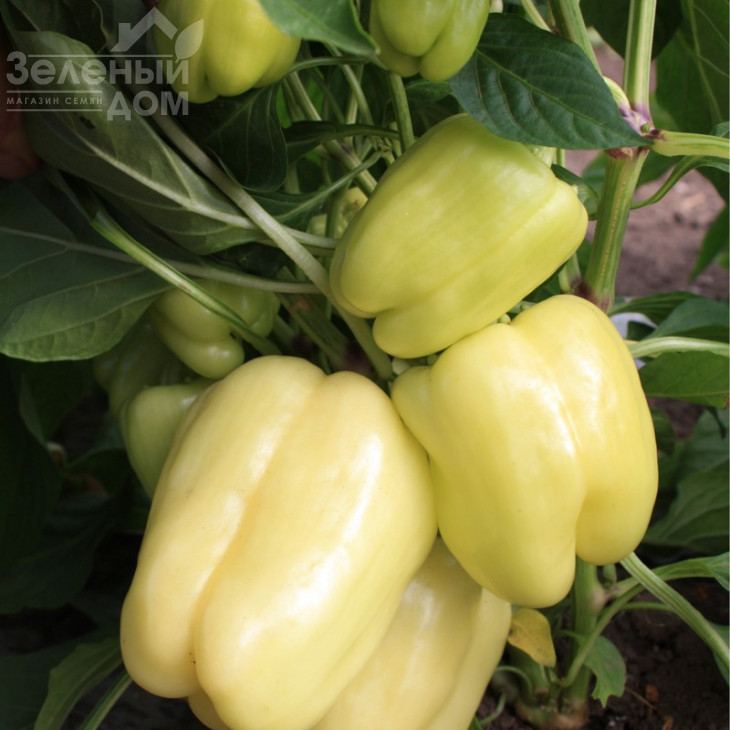 Ведрана F1 / Vedrana F1,70-75 днів фото 1