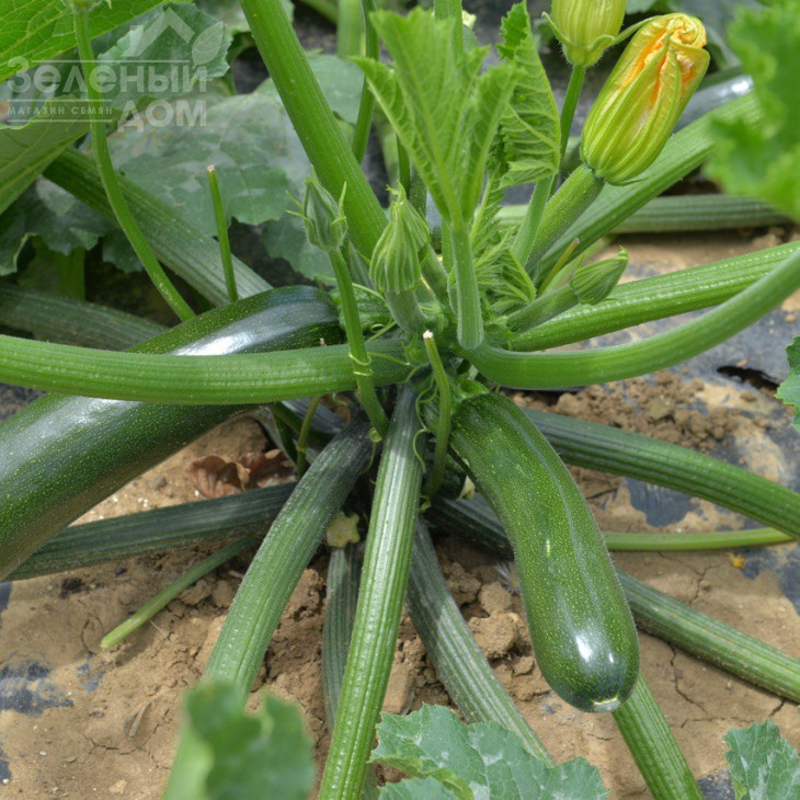 SQ 11009 F1 / SQ 11009 F1 фото 2