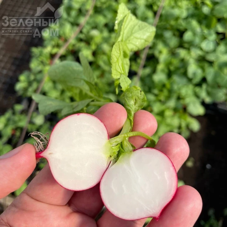 Кранч Роял F1 / Kranch Royal F1, 20 - 25 дней фото 4