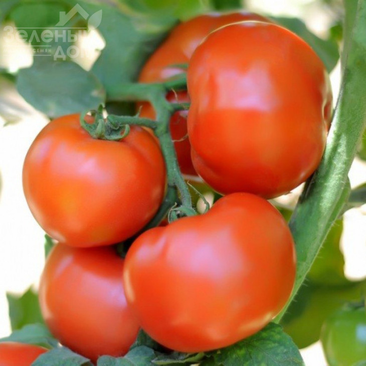 Сагатан F1 / Sagatan F1,55-60 днів фото 1